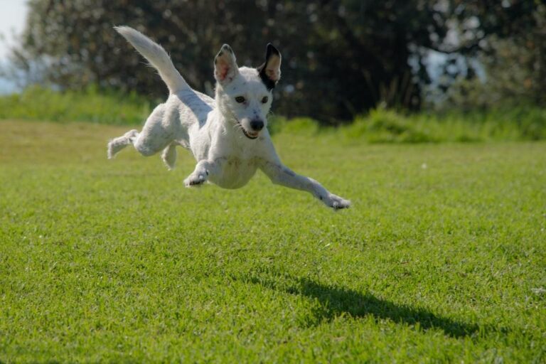 CBD vs Cannabis For Dogs: What You Need To Know