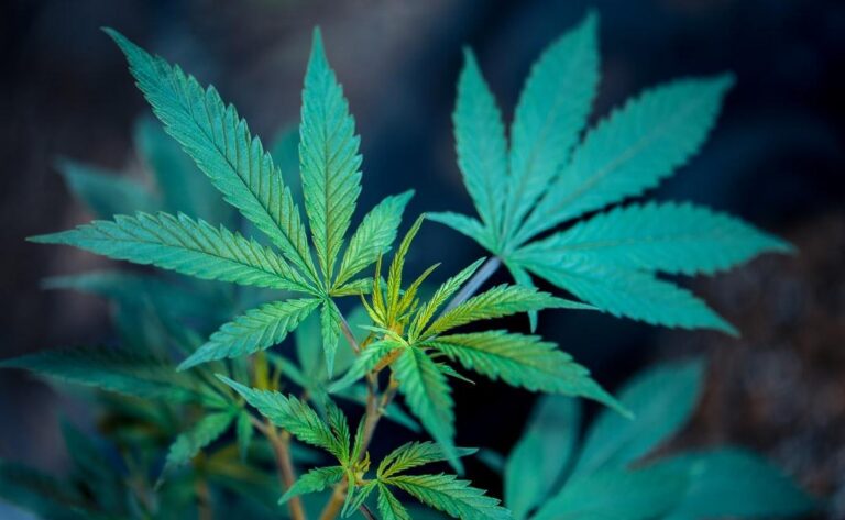 How To Get a Medical Marijuana Card in Massachusetts