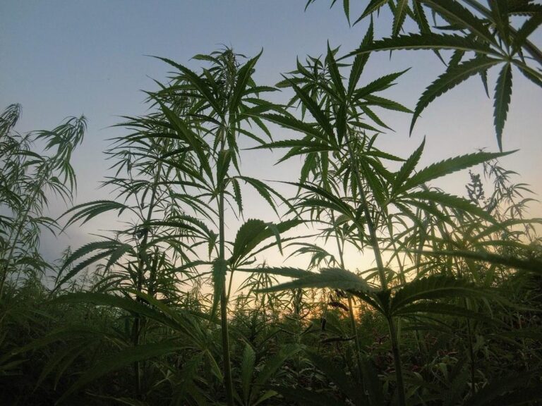 How_to_Support_Cannabis_Sustainability Image