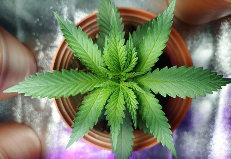 What_is_THCA_vs_THC_Here_s_Everything_You_Need To Know